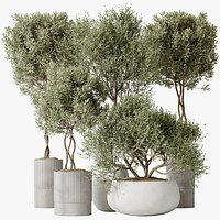 AV Indoor plants set 148 Mission Kalamata Leccino Arbequina Wilsonii Chemlali Olive