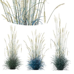 HQ Plants Helictotrichon Sempervirens Pendula Avoine Blue Version04 3D