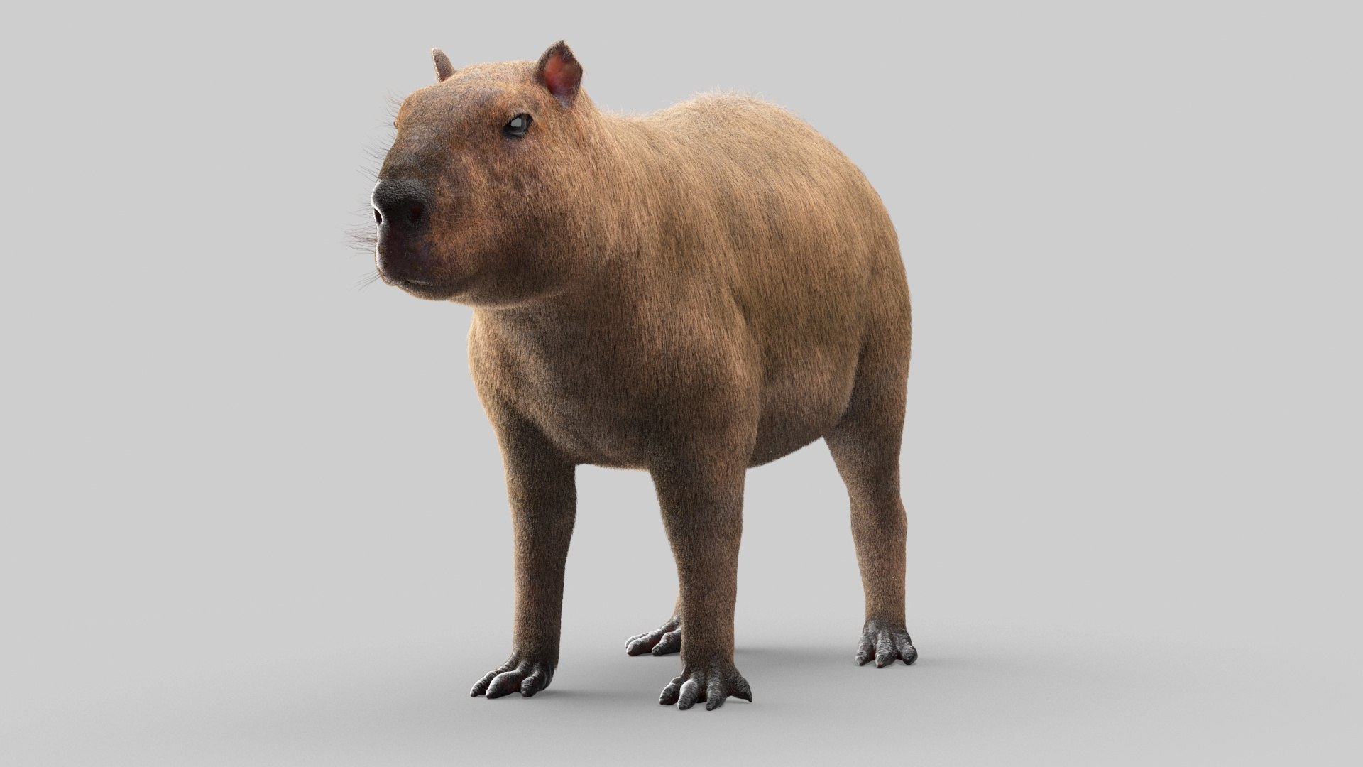 3D Capybara Models