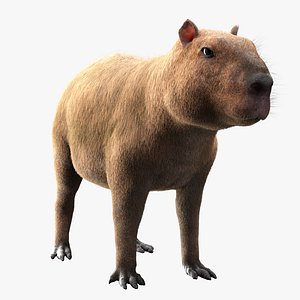 Capybara