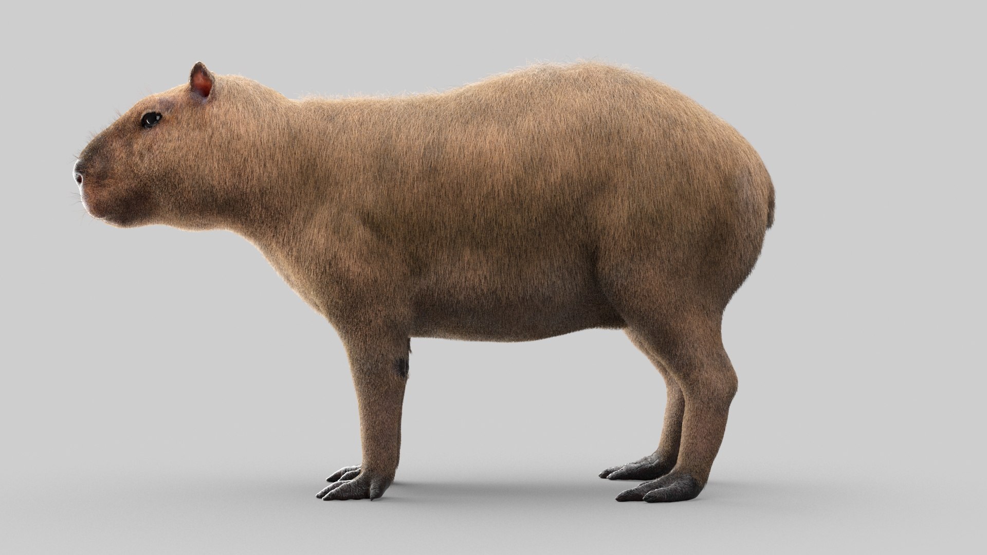 Capybara - Download Free 3D model by Rectus (@rectus) [445b5a9]