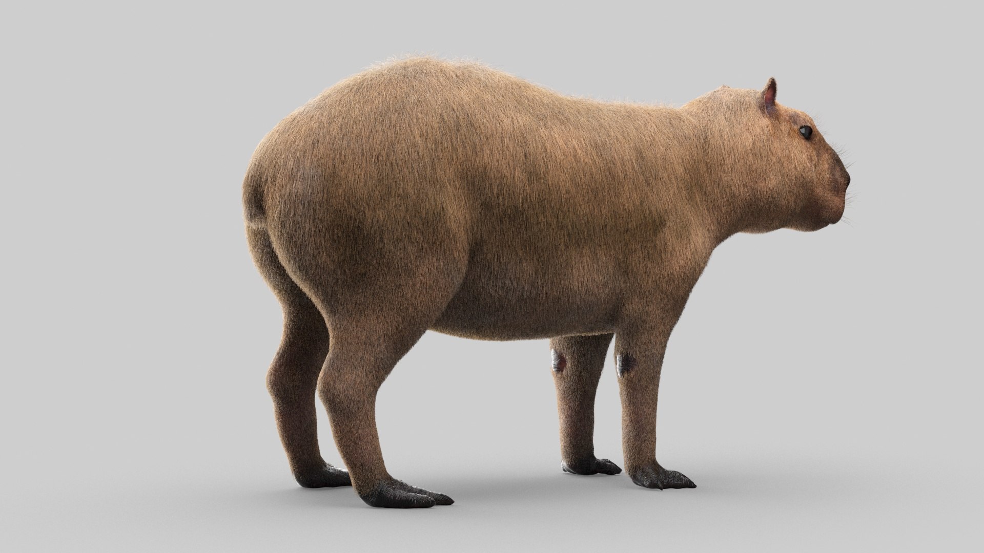 Capybara - Download Free 3D model by Rectus (@rectus) [445b5a9]