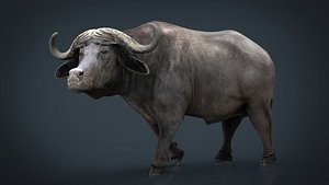 african buffalo 3D model