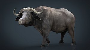 African Buffalo