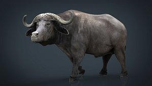 African Buffalo