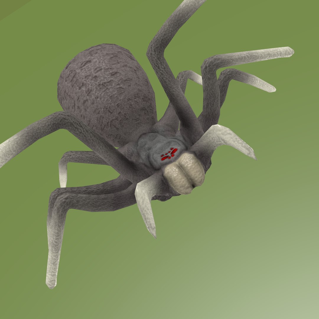 3D Spider - TurboSquid 952653