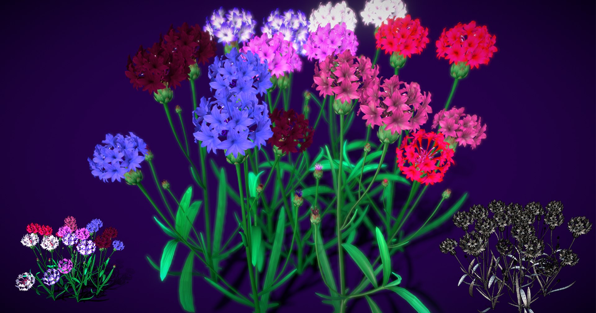 3D Flower Centaurea - TurboSquid 1412925