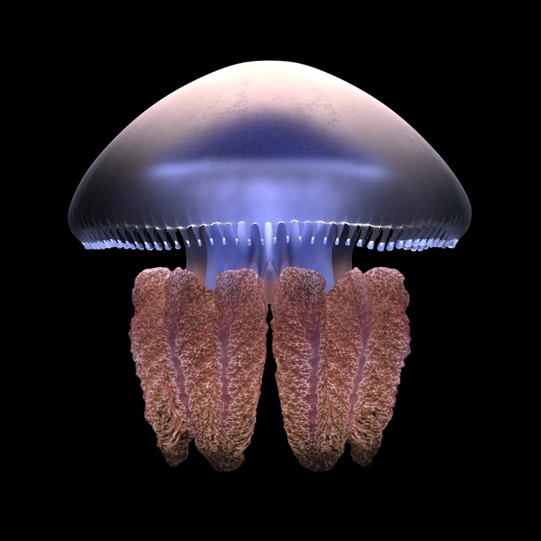 Blubber Jellyfish B 3D TurboSquid 1206557