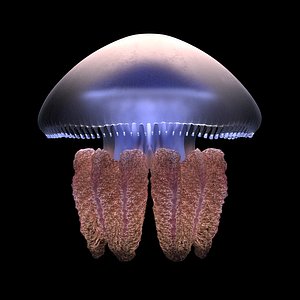 blubber jellyfish - b 3D
