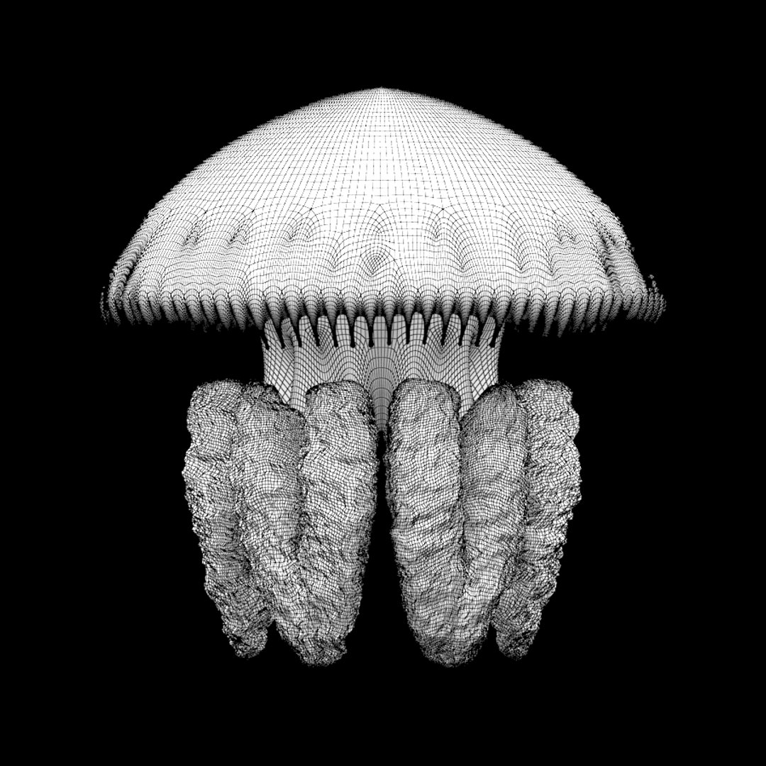 Blubber Jellyfish B 3D TurboSquid 1206557