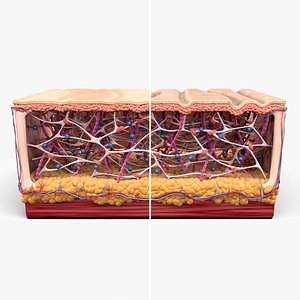 Skin Collagen Cross Section