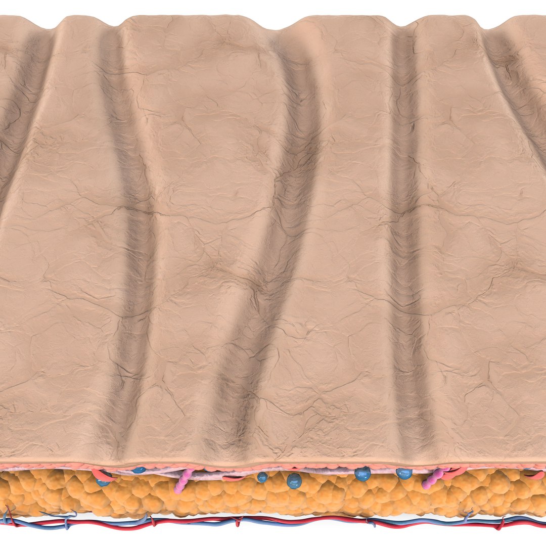 Skin Collagen Cross Section 3D Model - TurboSquid 2179632