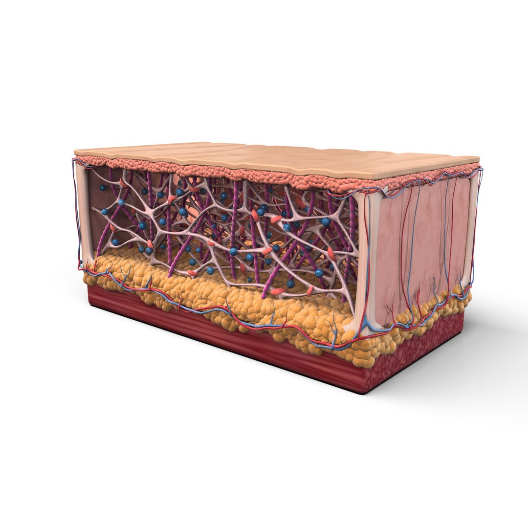 Skin Collagen Cross Section 3D Model - TurboSquid 2179632