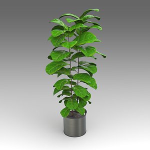 fiddleleaffig plant house 3d x