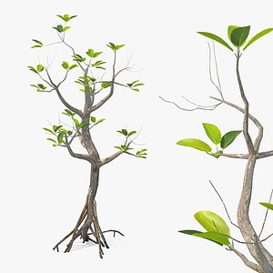 3D model Mangrove Petite Tree