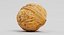 3D walnut shell