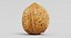 3D walnut shell