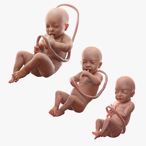 3D embryos baby 38