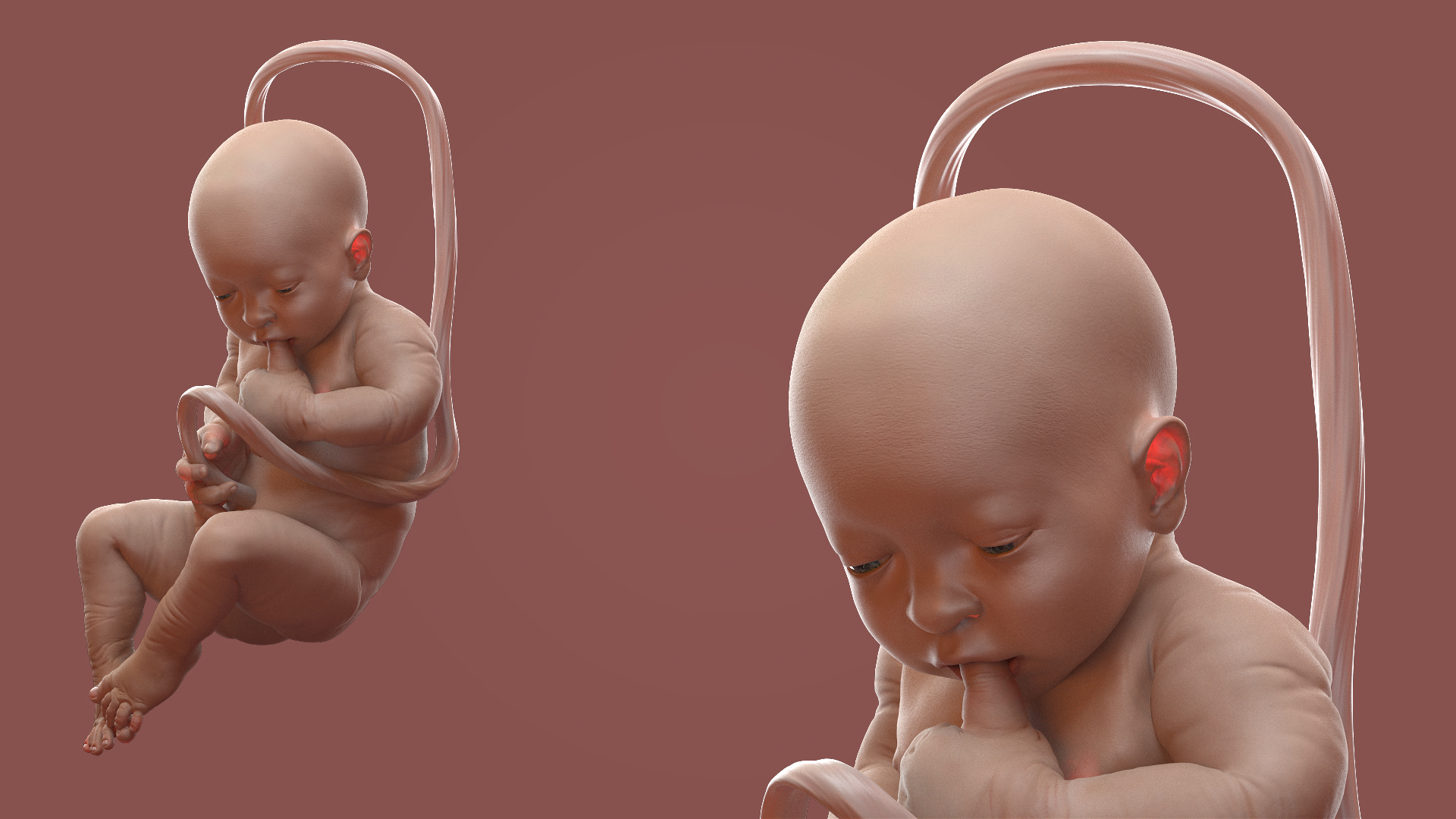 3D Embryos Baby 38 - TurboSquid 1676641