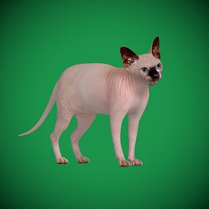 Sphynx Cat
