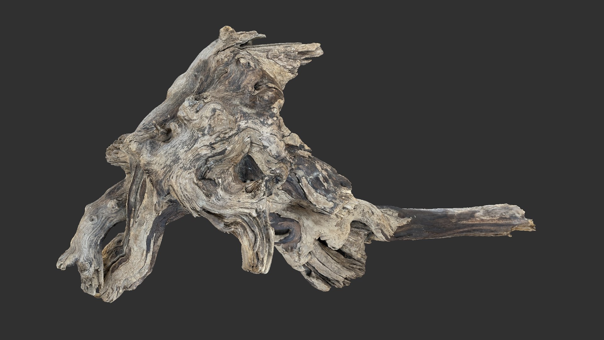 Tree Root 3D Scan 3D model https://p.turbosquid.com/ts-thumb/kh/Vx5DT3/je/scr07/jpg/1698754256/1920x1080/fit_q87/e1d17f0467ca0105d979febb88156b7360fe2b86/scr07.jpg