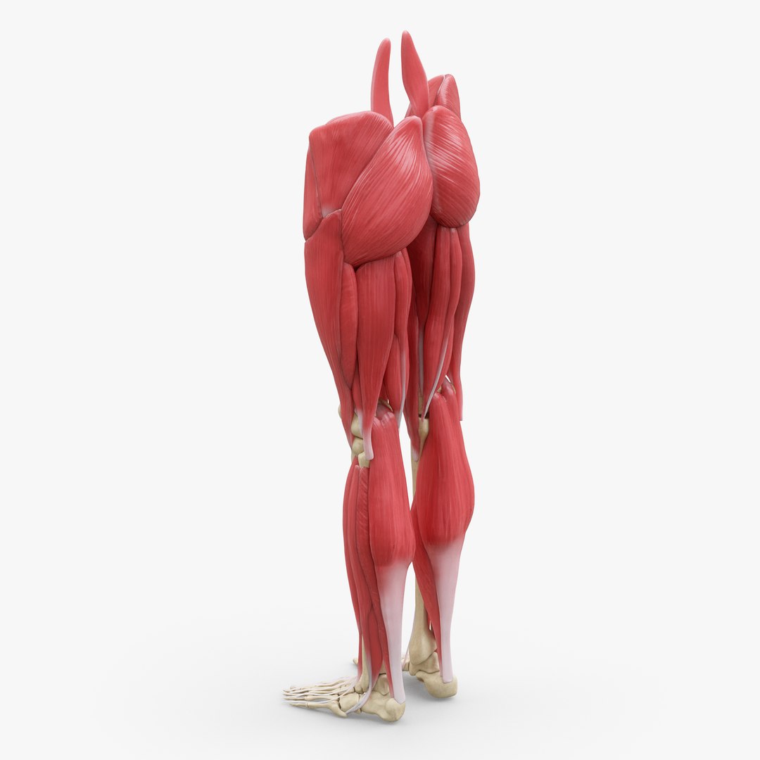 Human Legs Muscle Bone Anatomy 3d Model - Turbosquid 1398456