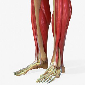 human legs muscle bone anatomy 3D model