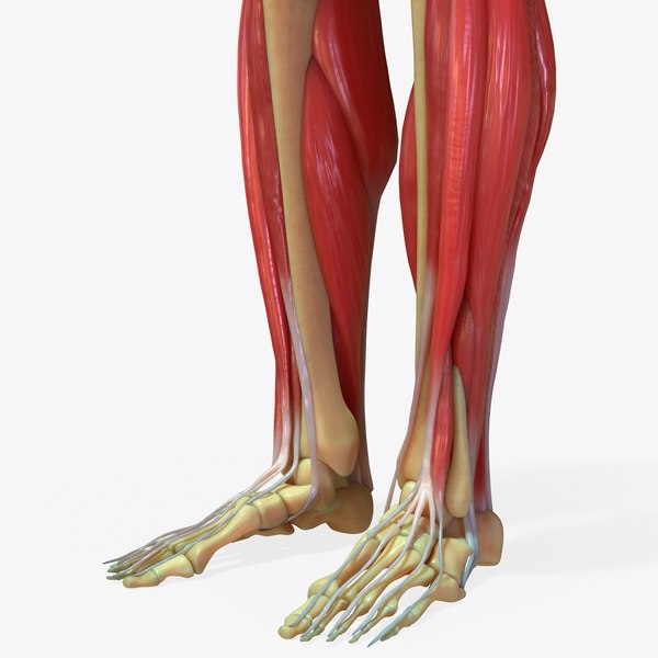 human thigh bone femur c4d