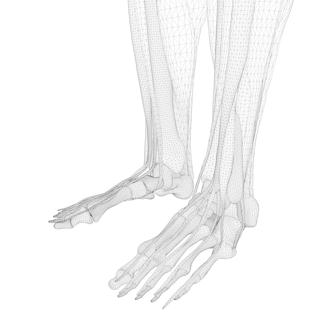 Human Legs Muscle Bone Anatomy 3D Model - TurboSquid 1398456