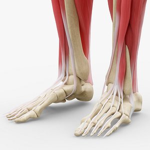 human legs muscle bone anatomy 3D model