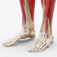 Human Legs Muscle Bone Anatomy