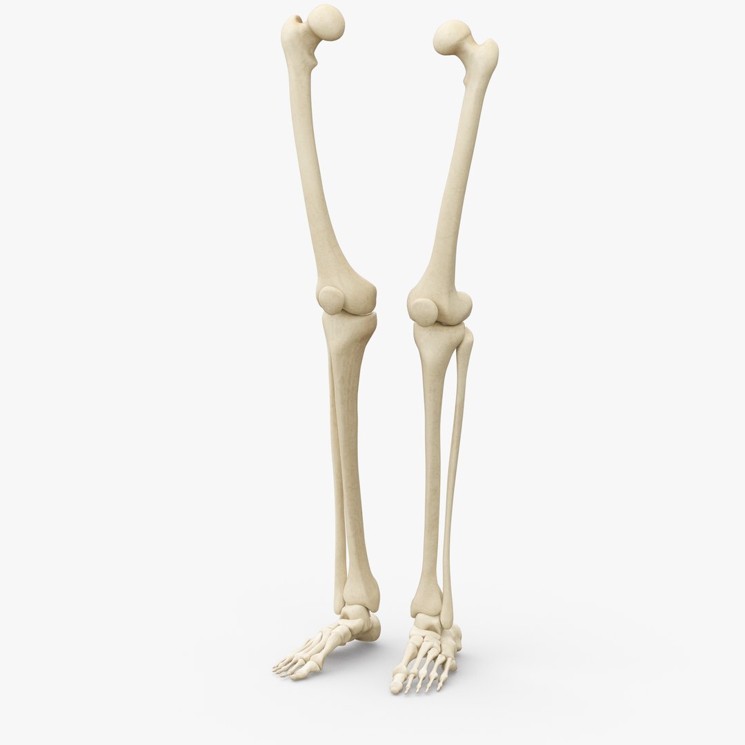 Human Legs Muscle Bone Anatomy 3D Model - TurboSquid 1398456