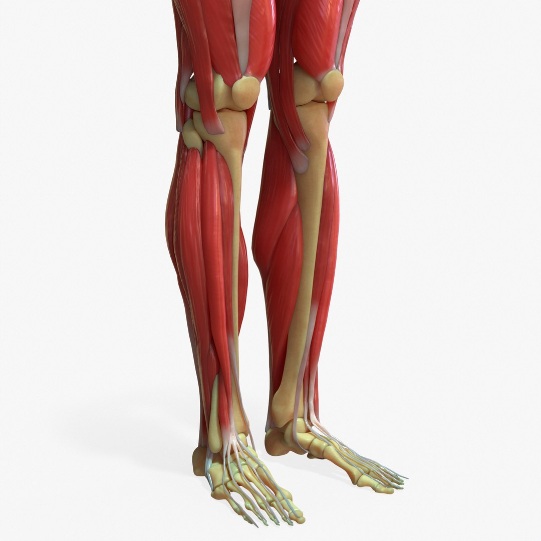 健身大讲堂：腿部肌肉 - 知乎
