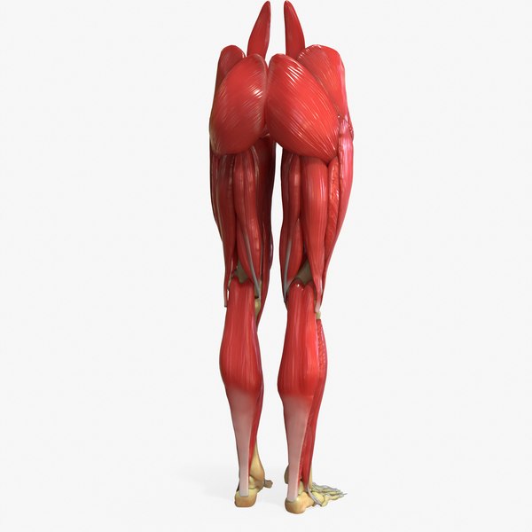 modèle 3D de Jambe humaine Muscle Anatomie osseuse - TurboSquid 1398456