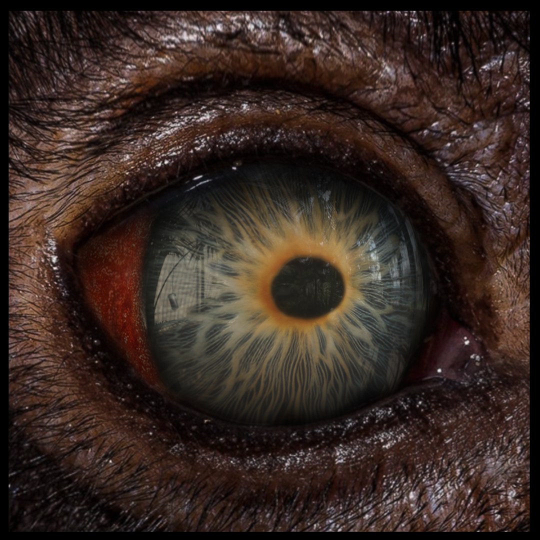 Beast Fantasy Eyes Vol 01 - PBR 3D model https://p.turbosquid.com/ts-thumb/kh/e2cARV/P9/02/png/1726996164/1920x1080/fit_q87/5a7707e20824503cd6c7f9156e2a9ea57ee312fa/02.jpg
