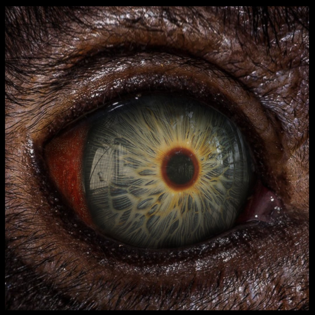 Beast Fantasy Eyes Vol 01 - PBR 3D model https://p.turbosquid.com/ts-thumb/kh/e2cARV/ZY/01/png/1726996164/1920x1080/fit_q87/774589913775fa8cfbc62399f457eb5fdd683259/01.jpg