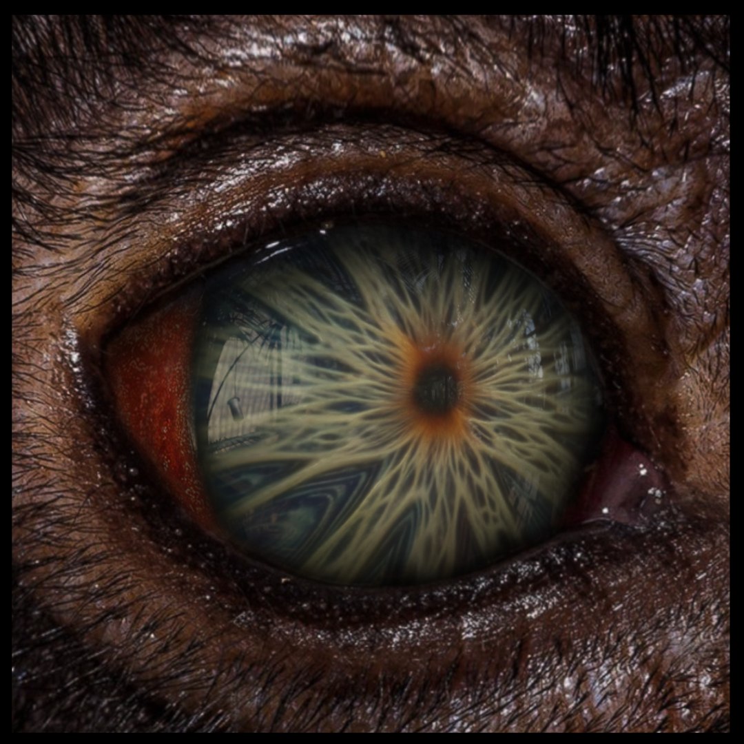 Beast Fantasy Eyes Vol 01 - PBR 3D model https://p.turbosquid.com/ts-thumb/kh/e2cARV/bZ/05/png/1726996169/1920x1080/fit_q87/2dbc8c03b1e65c4569ba2bf80a5efa4fa31481b5/05.jpg