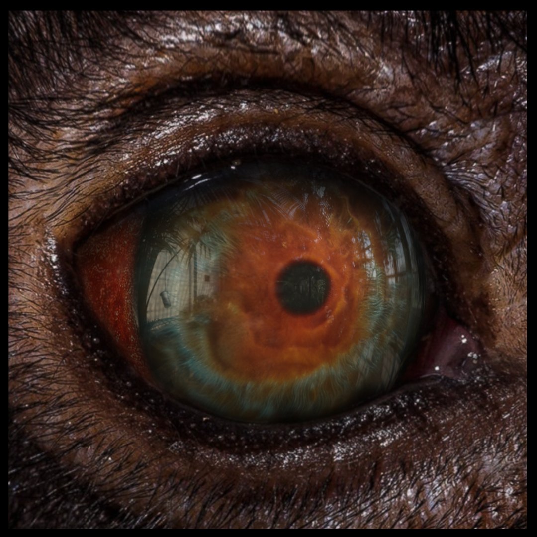Beast Fantasy Eyes Vol 01 - PBR 3D model https://p.turbosquid.com/ts-thumb/kh/e2cARV/qu/13/png/1726996174/1920x1080/fit_q87/5c93a9c2d2ceefa7dbabb62a226054601c641ac7/13.jpg
