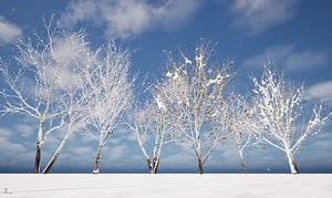 Winter Snow Plants - Populus alba - Poplar
