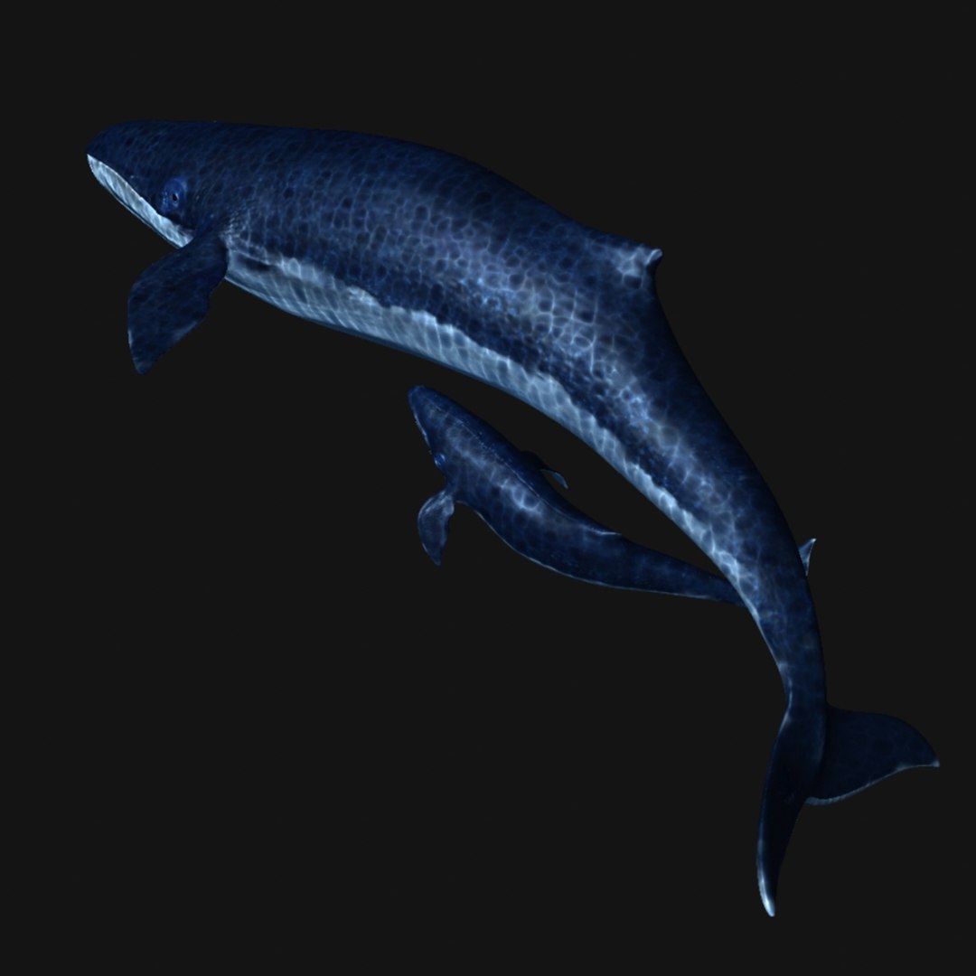 Whales Blue Sea Animals 3d - Turbosquid 1654047