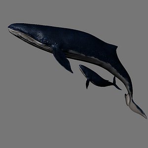 whales blue sea animals 3D