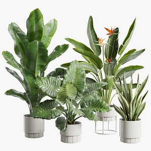 Indoor Plants Pack 103 3D