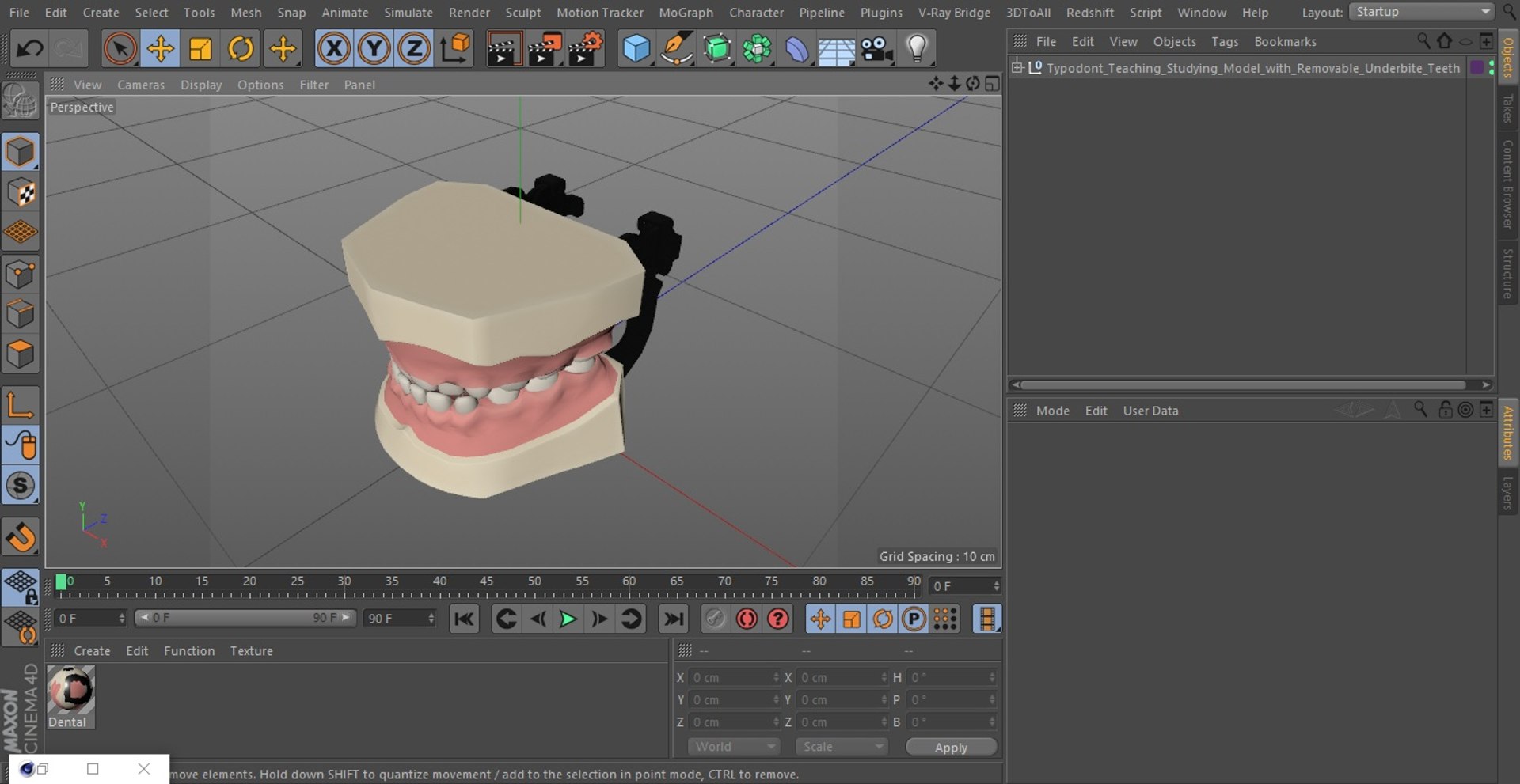 3D model Typodont Teaching Studying Model with Removable Underbite ...