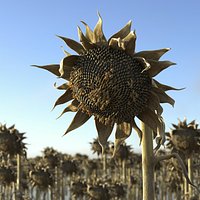 Dead Sunflower Stem Bent