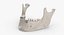 Real Human Jawbone Mandible 01 White