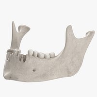 Real Human Jawbone Mandible 01 White