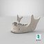 Real Human Jawbone Mandible 01 White