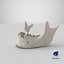Real Human Jawbone Mandible 01 White
