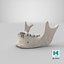 Real Human Jawbone Mandible 01 White