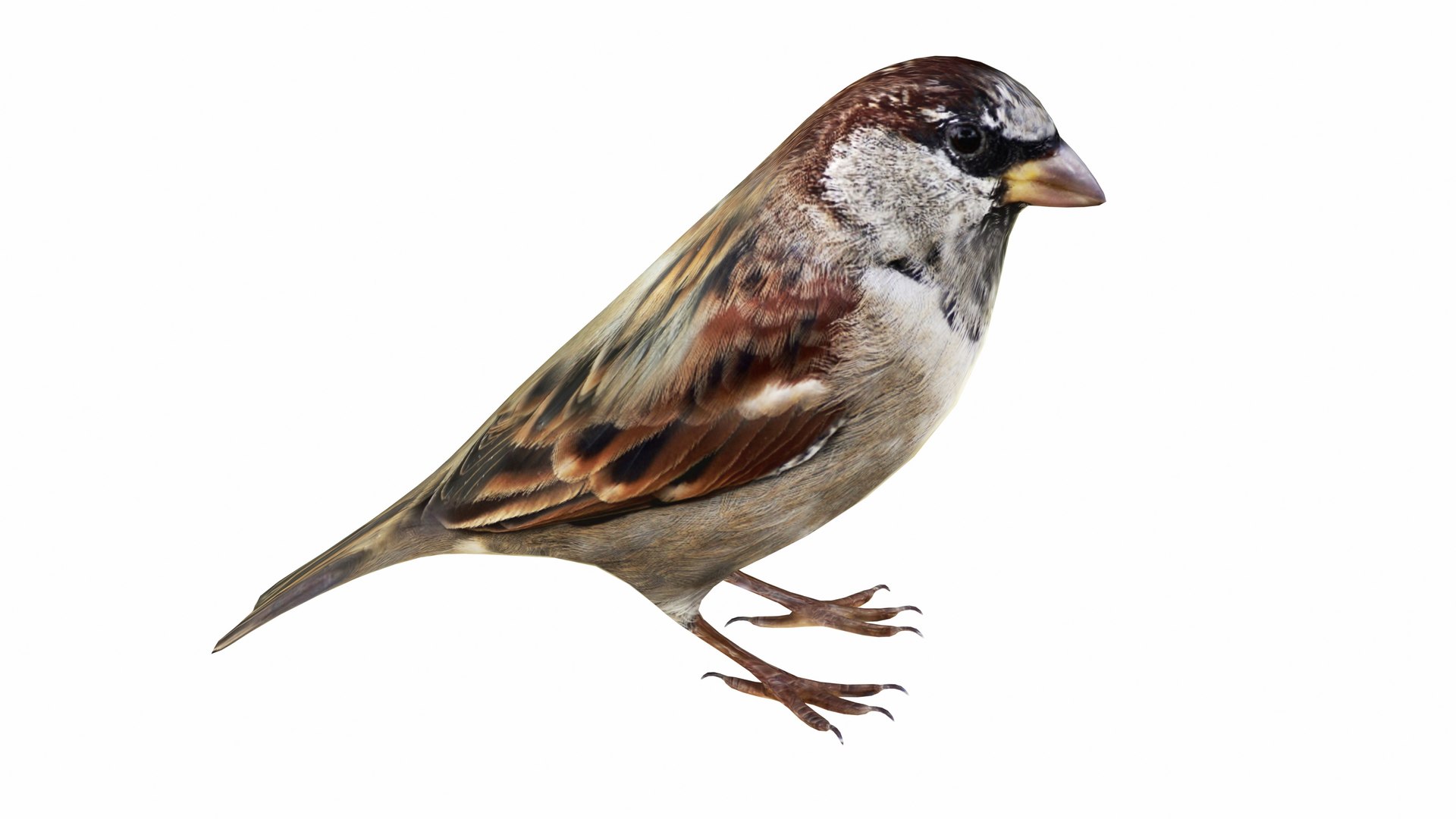 3D Sparrow and Bird House Collection https://p.turbosquid.com/ts-thumb/ki/SCwHJv/gw/sparrow6/jpg/1744736314/1920x1080/fit_q87/3ab3fb2216feaa20b5acfabac1529da9e12ac357/sparrow6.jpg